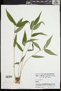 Dichanthelium boscii image