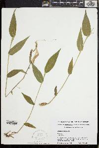Dichanthelium boscii image