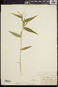 Dichanthelium boscii image