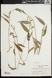 Dichanthelium boscii image