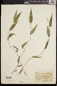 Dichanthelium boscii image