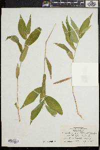Dichanthelium boscii image