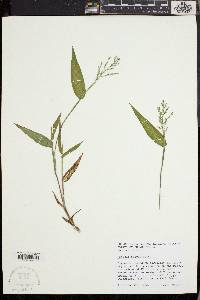 Dichanthelium boscii image
