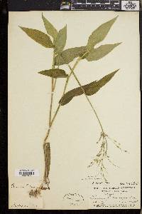 Dichanthelium boscii image