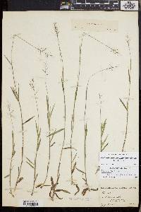 Dichanthelium acuminatum subsp. longiligulatum image