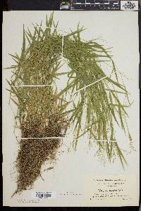 Dichanthelium lucidum image