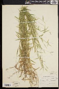 Dichanthelium lucidum image