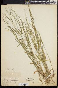 Dichanthelium lucidum image