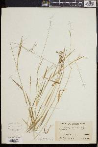 Dichanthelium lucidum image