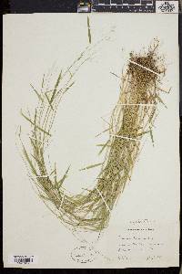 Dichanthelium lucidum image