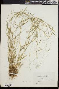 Dichanthelium lucidum image