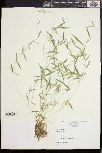 Dichanthelium lucidum image