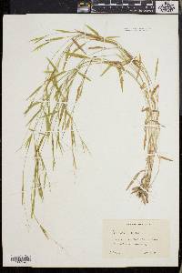 Dichanthelium lucidum image