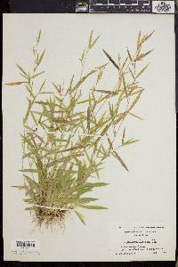 Dichanthelium lucidum image