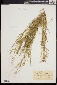 Dichanthelium lucidum image