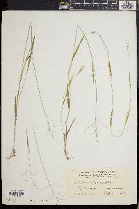 Dichanthelium lucidum image