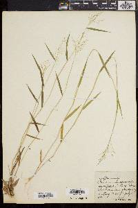 Dichanthelium lucidum image