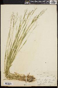 Dichanthelium lucidum image