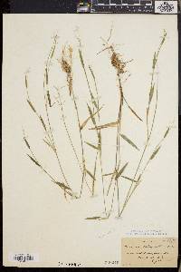 Dichanthelium lucidum image