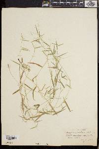 Dichanthelium lucidum image