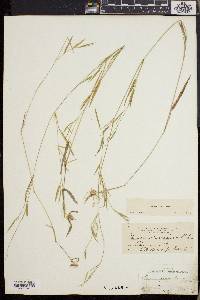 Dichanthelium lucidum image