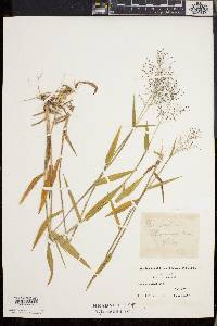 Dichanthelium dichotomum subsp. nitidum image