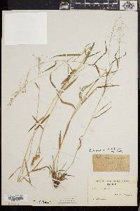 Dichanthelium dichotomum subsp. nitidum image
