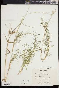 Dichanthelium dichotomum subsp. nitidum image