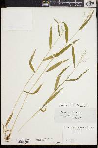 Dichanthelium dichotomum subsp. nitidum image