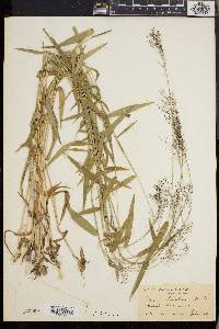 Dichanthelium dichotomum subsp. nitidum image