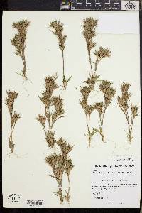 Dichanthelium sabulorum image