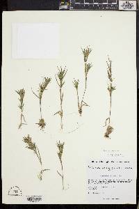 Dichanthelium sabulorum image