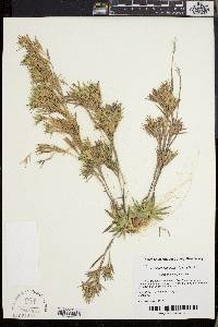 Dichanthelium sabulorum image