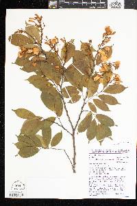 Image of Baphia acuminata