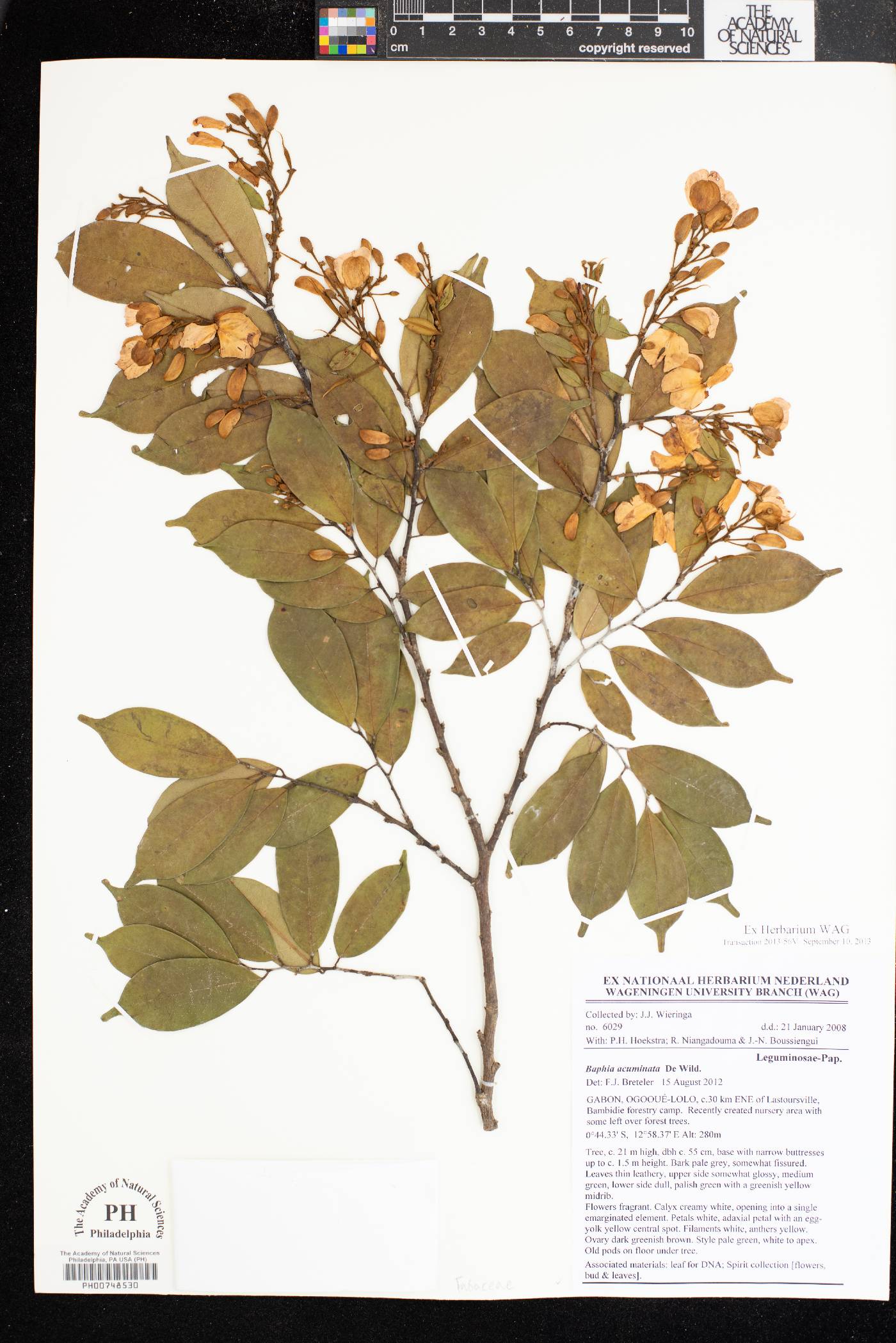 Baphia acuminata image