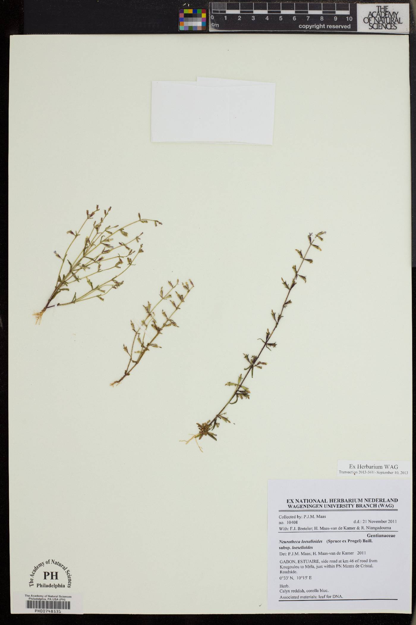 Neurotheca loeselioides subsp. loeselioides image