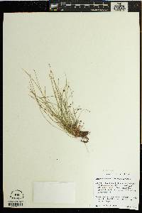 Eleocharis ovata image