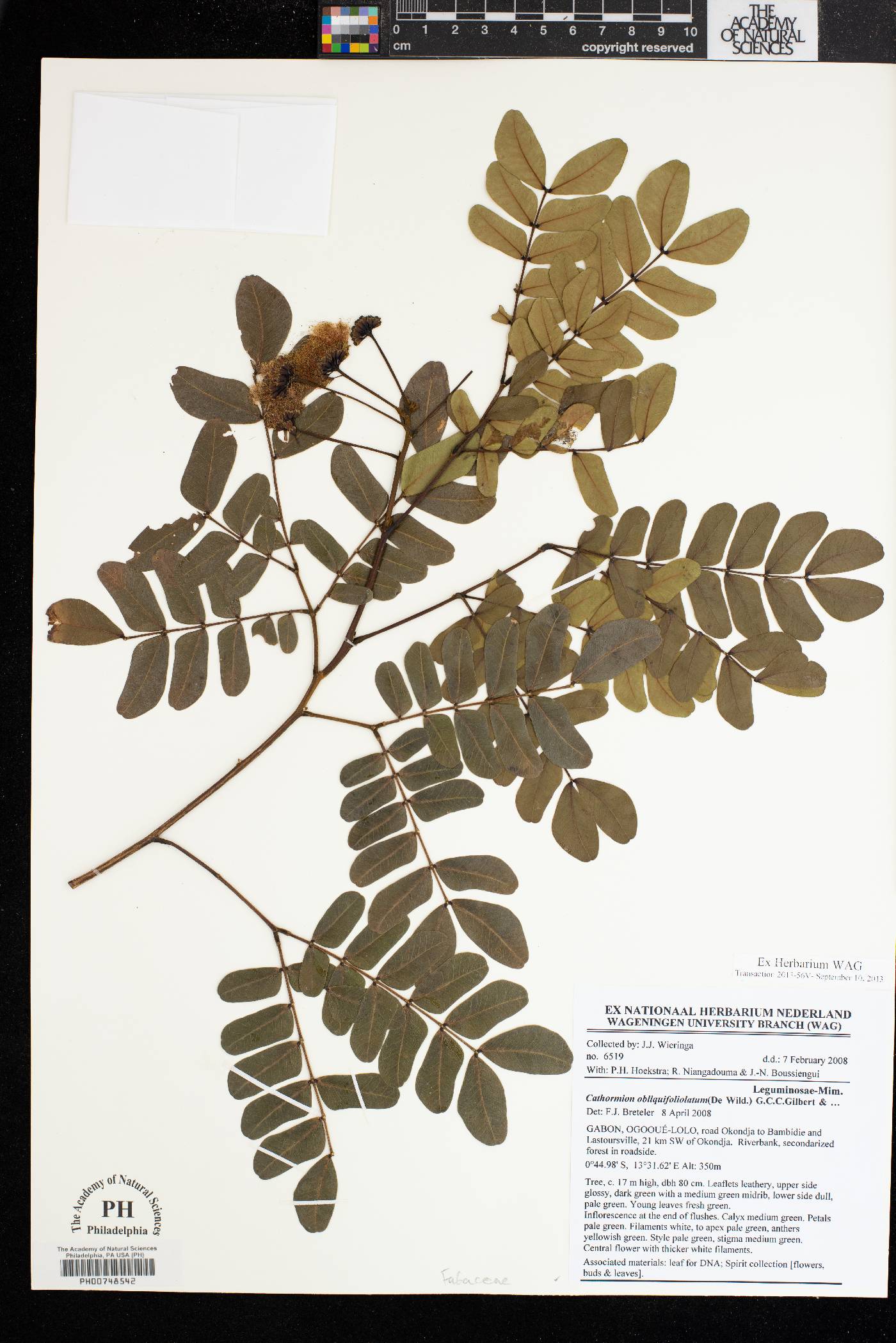 Albizia obliquifoliolata image