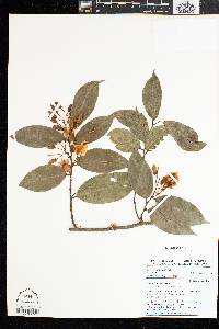 Baphia laurifolia image