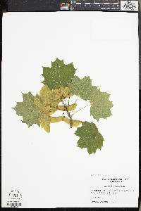 Acer platanoides image