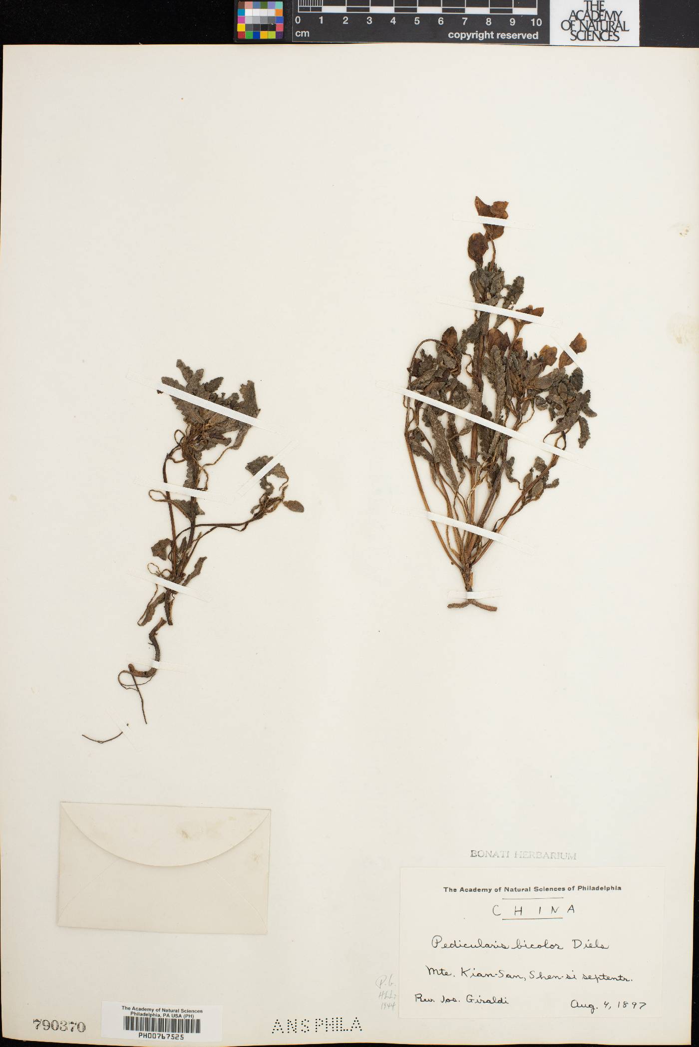 Pedicularis bicolor image