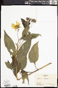 Helianthus tuberosus image