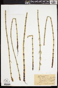 Equisetum fluviatile image