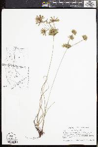 Cyperus grayi image