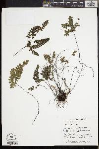 Adiantum stenochlamys image