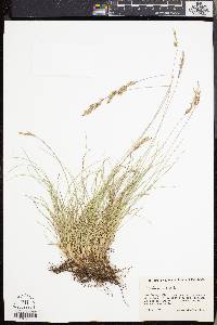 Festuca rubra image