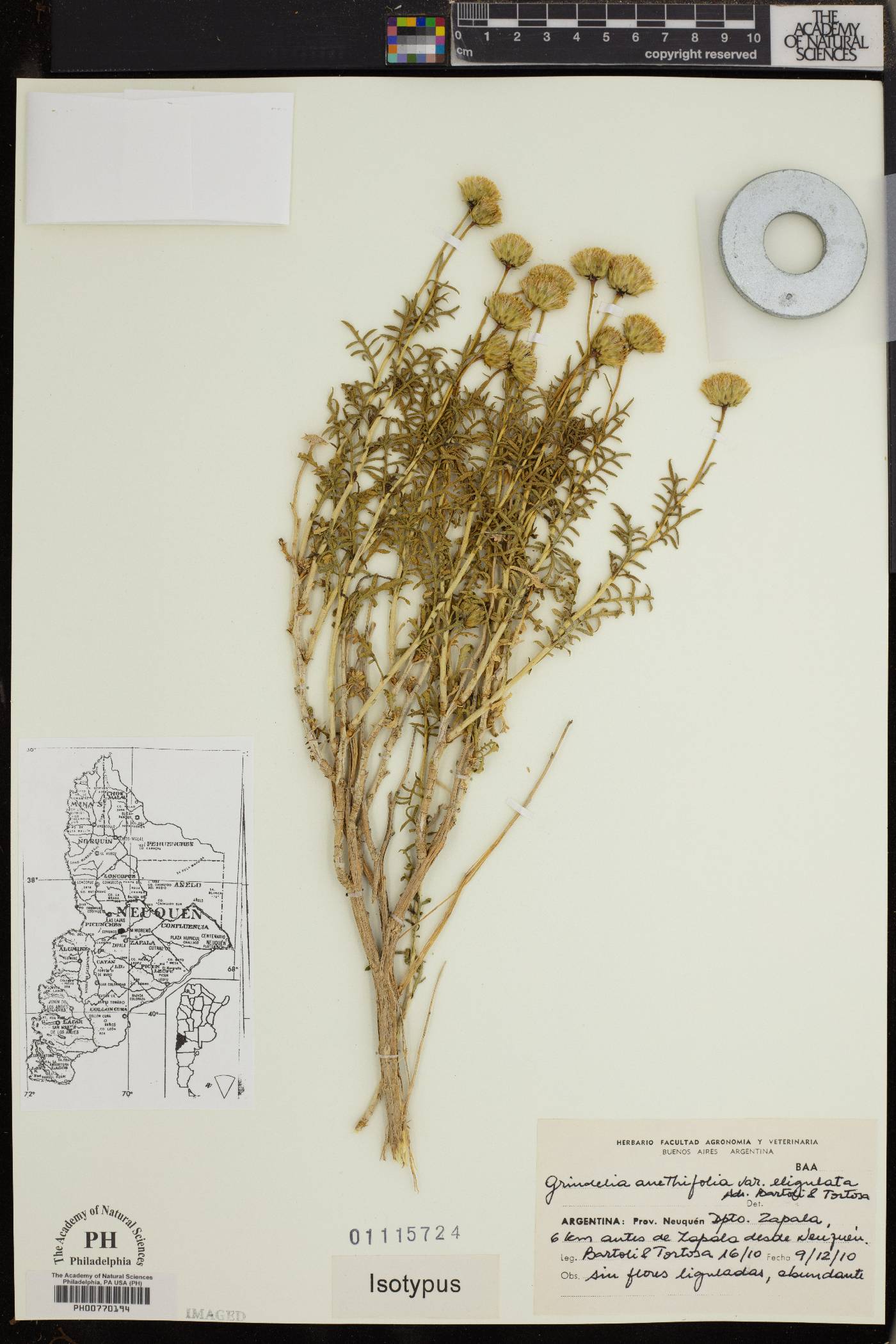 Grindelia anethifolia image