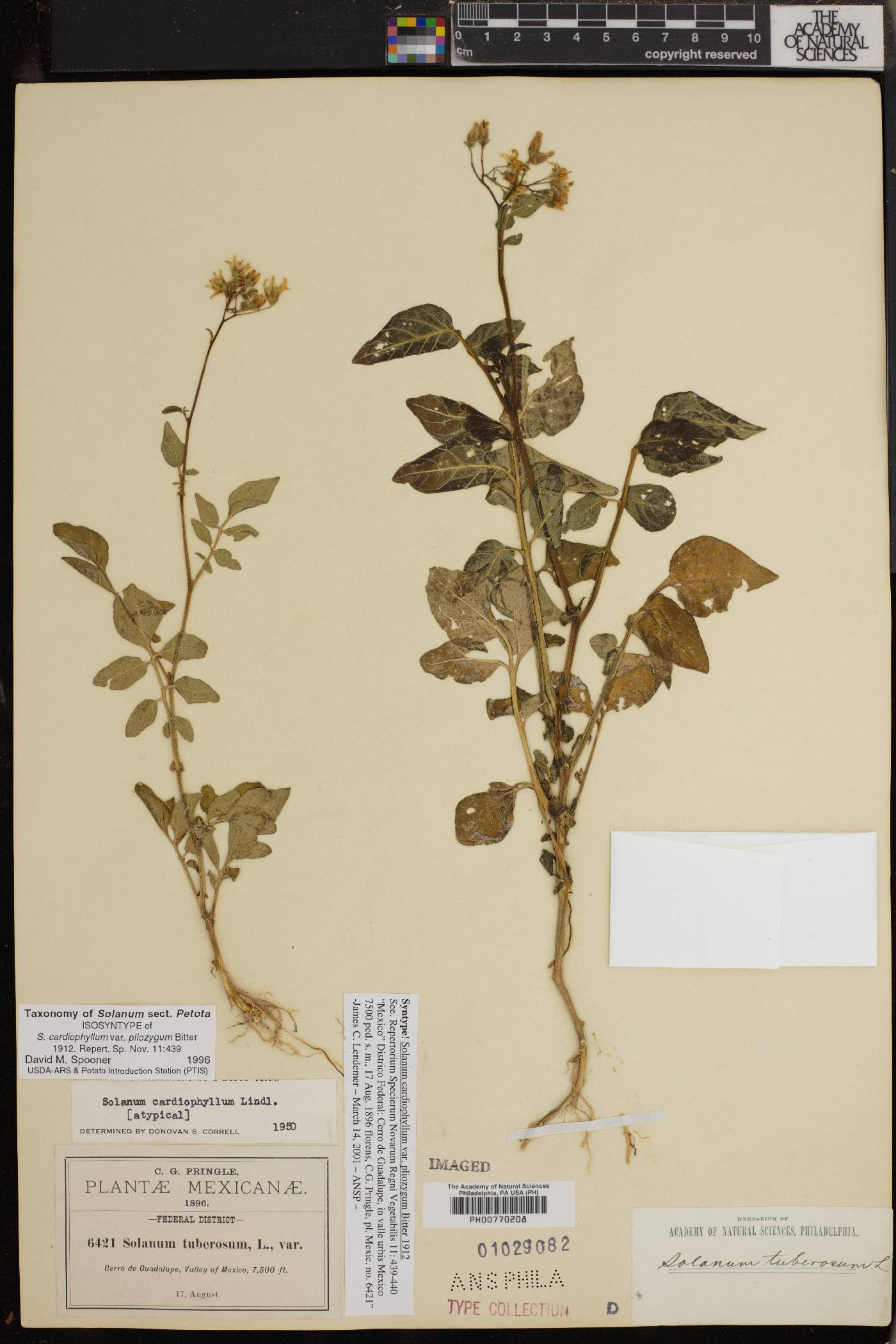 Solanum cardiophyllum image