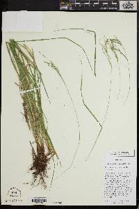 Carex cyrtostachya image