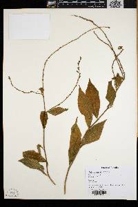 Petiveria alliacea image